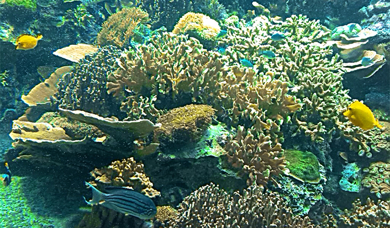 Кораллы и рыбы