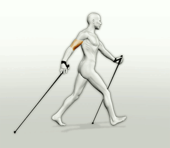 Правильная техника ходьбы