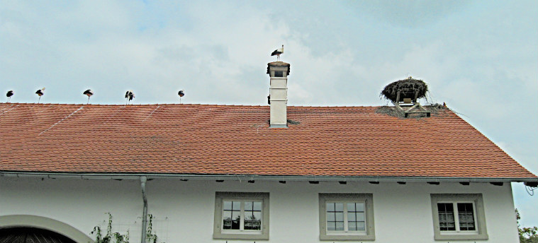 Аисты на крыше