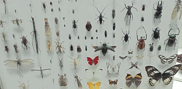 Коллекция насекомых
