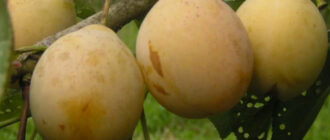 Слива желтая