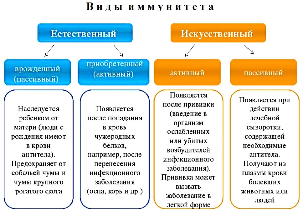 Схема видов иммунитета