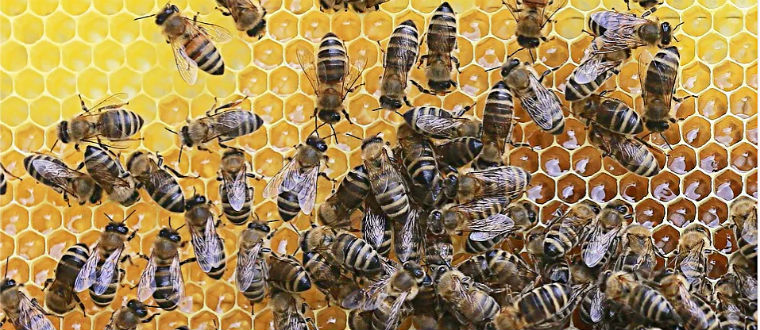 Апитерапия использует пчелиный мед