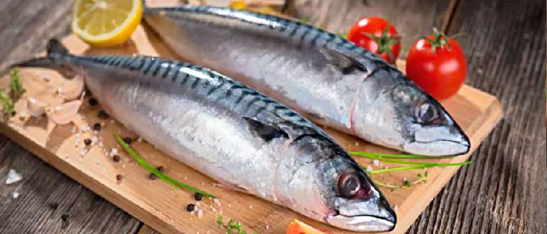 скумбрия — самая полезная рыба для человека