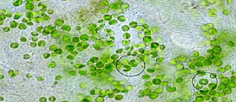клетки хлореллы под микроскопом
