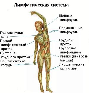лимфосистема человека - схема